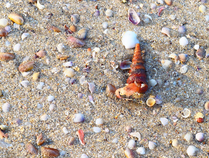 This is a photograph a Turritella gastropod mollusk coming out of its cone-shaped shell on a sandy beach. This is a photograph a Turritella gastropod mollusk coming out of its cone-shaped shell on a sandy beach.