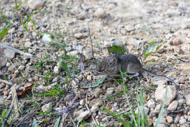 Live, wild mouse on the ground, on the path near the house stock image Live, wild mouse on the ground, on the path near the house stock image