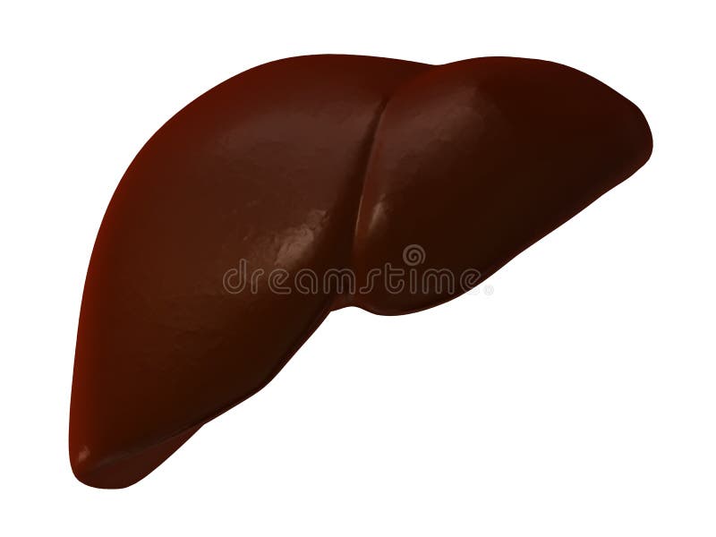 Liver vector illustration