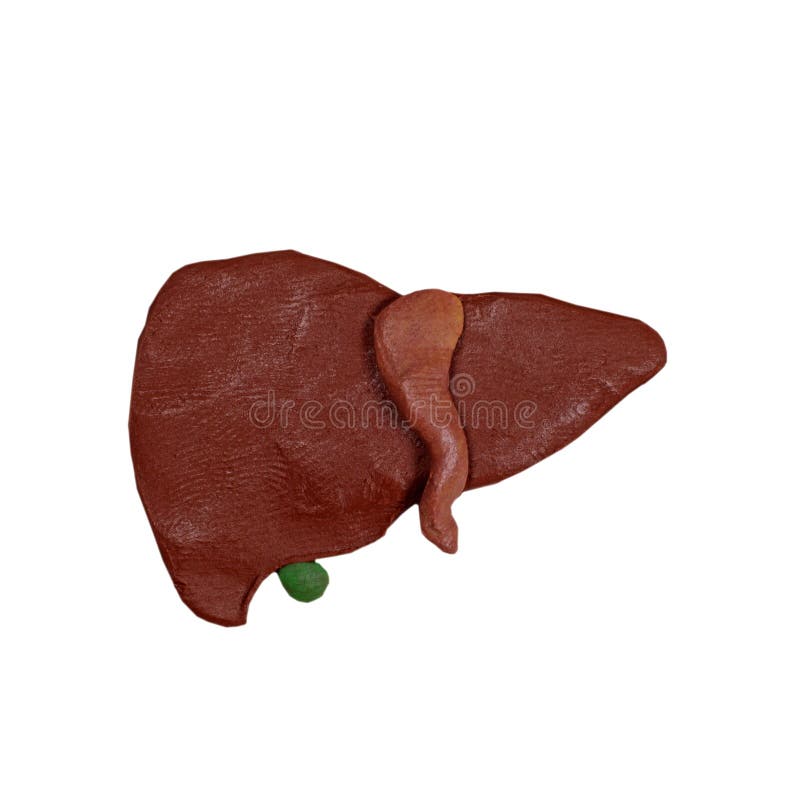 Liver, Anatomical Plasticine Model Isolated on Blom Stock Image Image