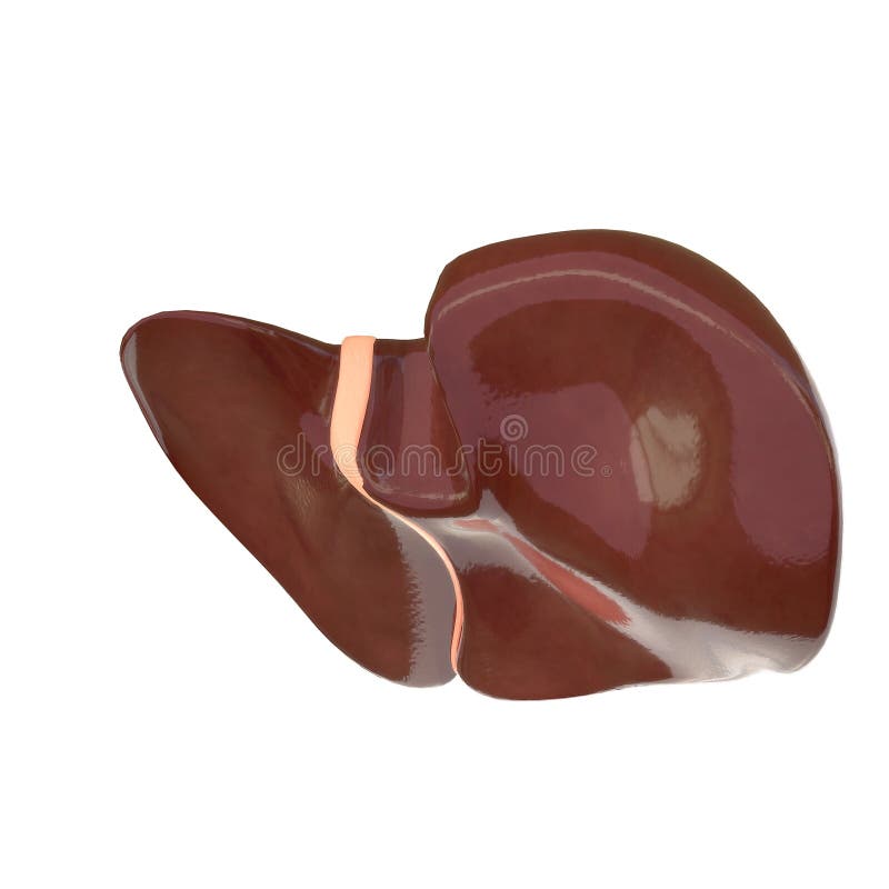 Liver 3d Illustration Human Digestive System Anatomy Stock Illustration