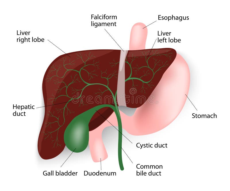 Liver, Gallbladder, Esophagus, Stomach And Duodenu Stock ...