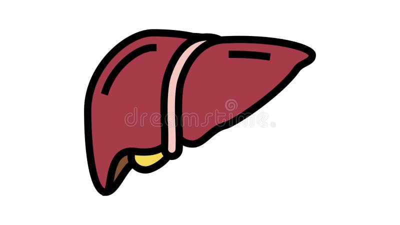 Liver Health Color Icon Animation Stock Footage Video Of Stomach Liver Health Color Icon Animation Stock Footage Video Of Stomach