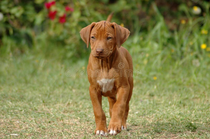 rhodesian ridgeback liver nose