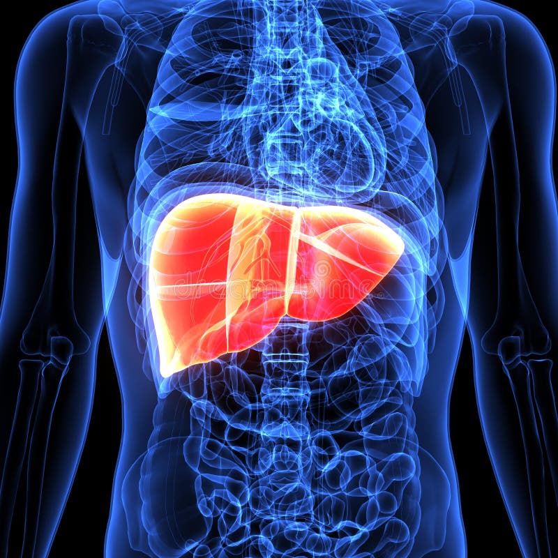 Liver Location In Human Body - 12 Symptoms of a Damaged Liver | Healthy