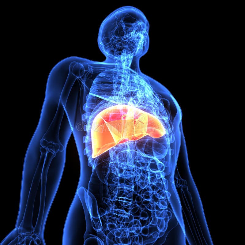 Liver Location In Human Body - 12 Symptoms of a Damaged Liver | Healthy
