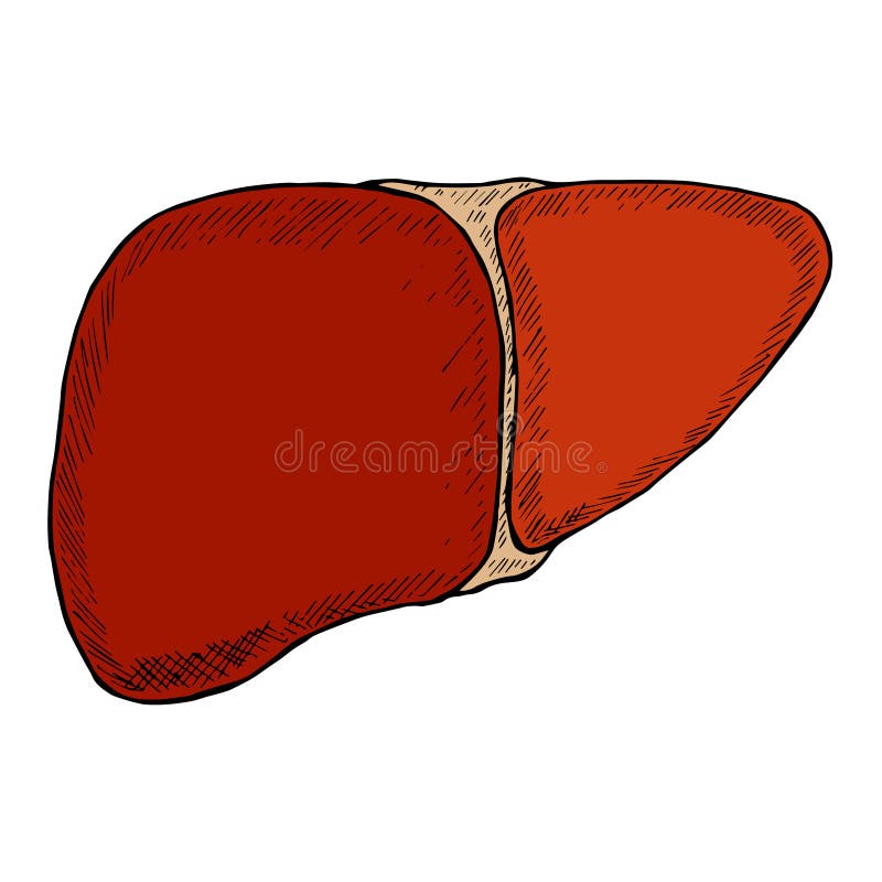 Modern Minimalistic Human Liver Line Icon Vector. Simple Liver sign for  human anatomy, medical or healthcare concept. Outline Liver Organ symbol  Stock Vector Image & Art - Alamy