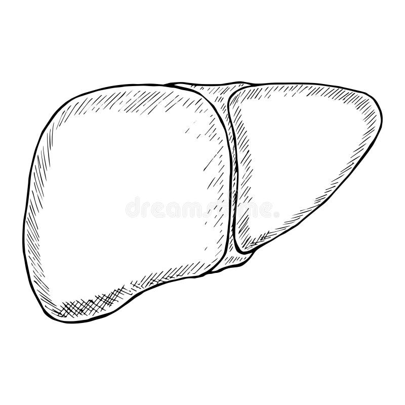 Sketch Ink Human liver, hand drawn, doodle... - Stock Illustration  [53595984] - PIXTA