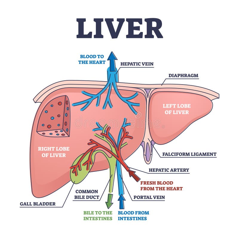 Liver structure and anatomical organ function explanation outline diagram vector illustration