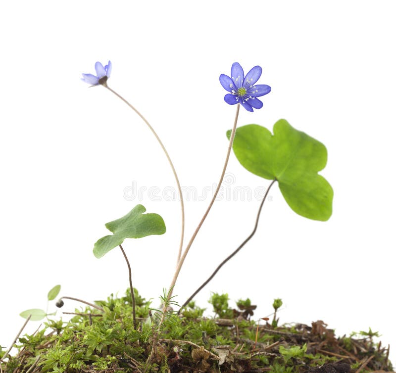 Liverleaf (Hepatica nobilis) isolated