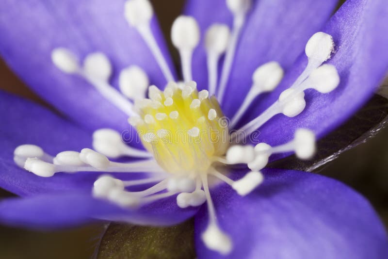 Liverleaf (nobilis di Hepatica) immagini stock libere da diritti Liverleaf (nobilis di Hepatica) immagini stock libere da diritti
