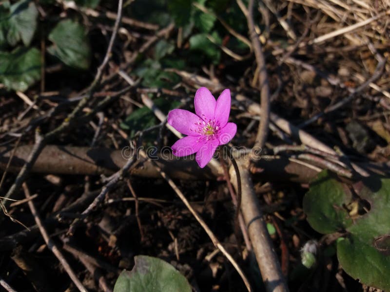 Liverleaf o Hepatica, uno del primo fiorisce per fiorire alla molla Variazione rosa fotografie stock Liverleaf o Hepatica, uno del primo fiorisce per fiorire alla molla Variazione rosa fotografie stock