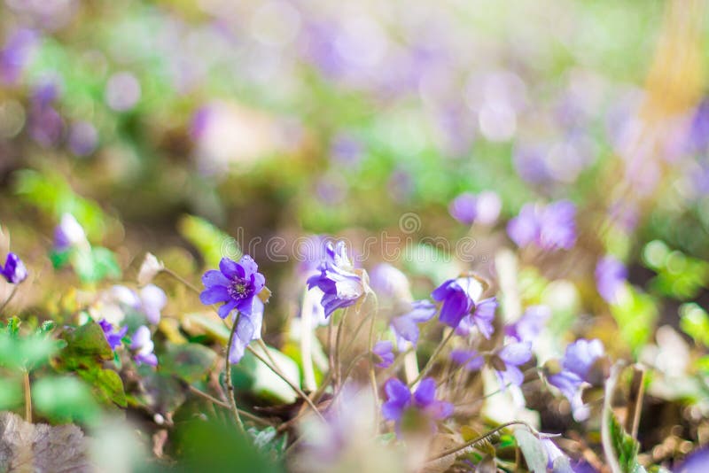 Liverleaf ou Hepatica, flor ultravioleta o das flores da mola adiantada foto de stock Liverleaf ou Hepatica, flor ultravioleta o das flores da mola adiantada foto de stock