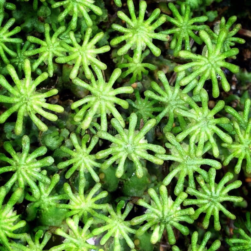 Liverwort