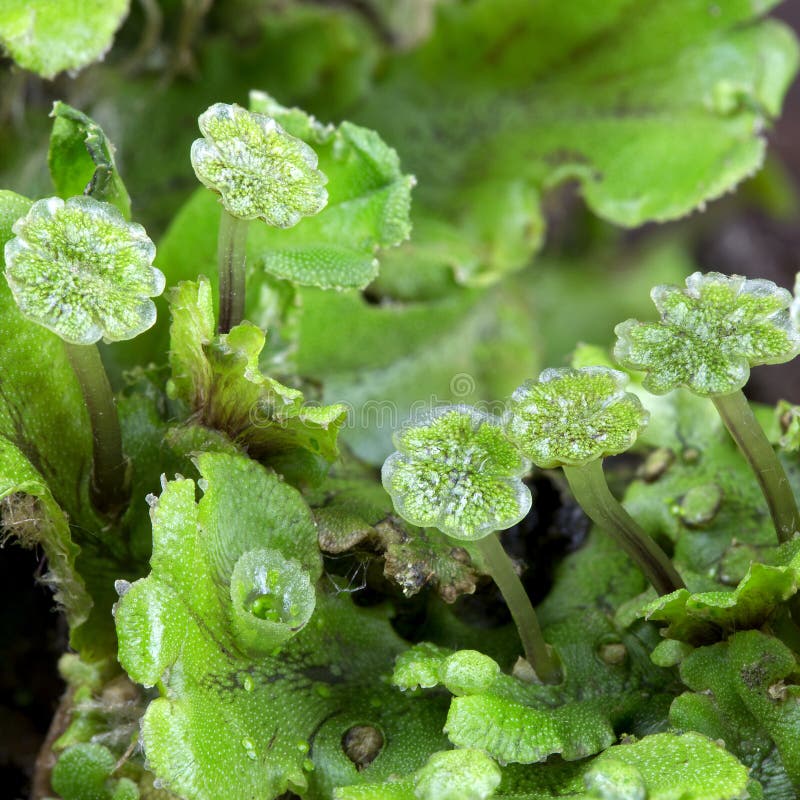 Liverwort (Marchantia) close up