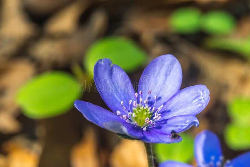 Játrovky květ, (hepatica nobilis), s malým hmyzem brzy slovenské jaro, detailní