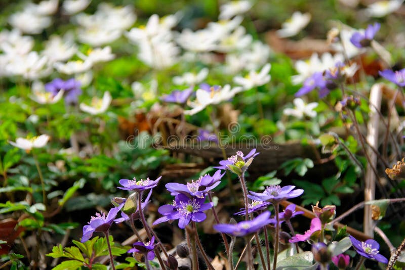 Liverworts and windflowers