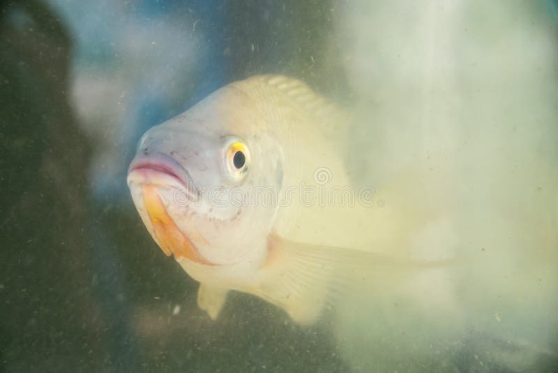 311 Tilapia Fish Tank Stock Photos Free & RoyaltyFree Stock Photos
