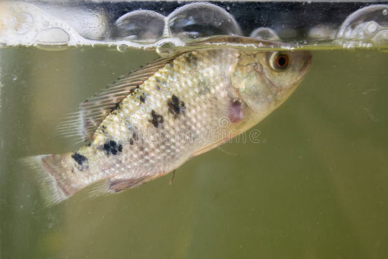 Livestock Breeding Tilapia Fish on Fish Tank Stock Image Image of