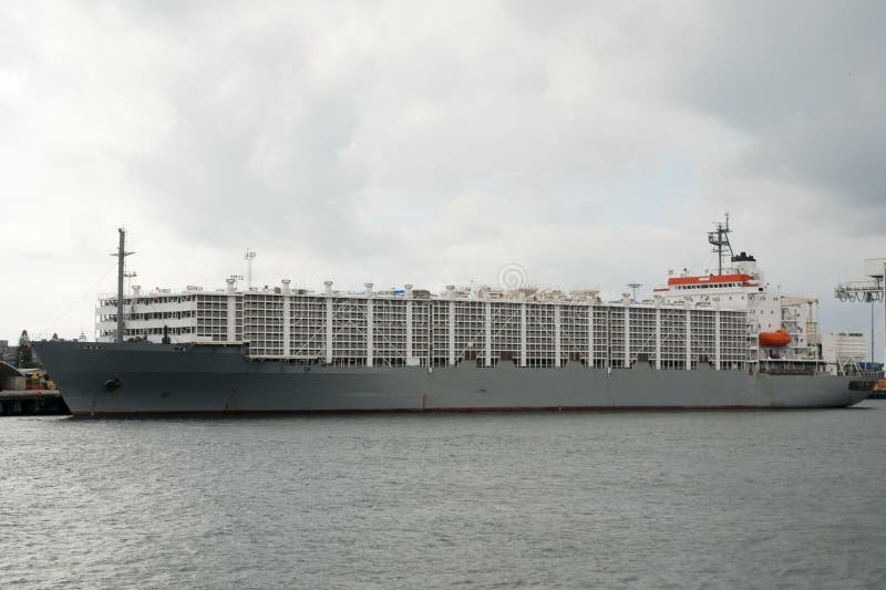 Livestock Carrier Shipping Vessel