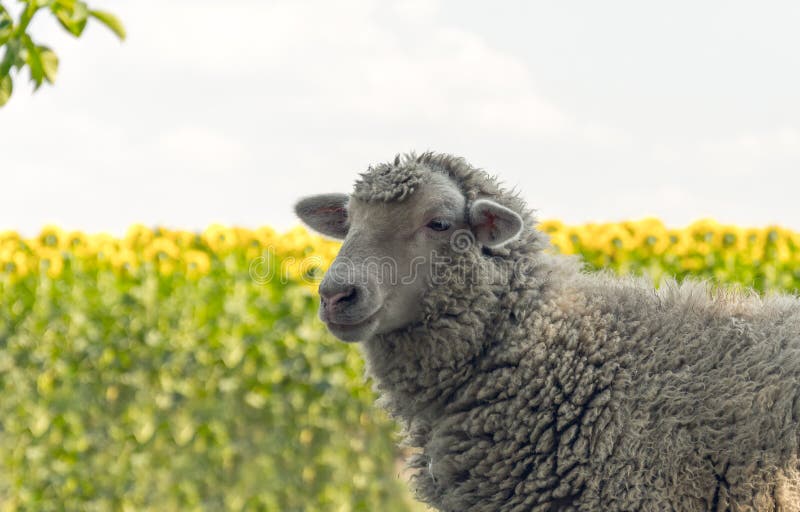 Livestock farm in the summer. Sheep on grazing on a summer field royalty free stock photo Livestock farm in the summer. Sheep on grazing on a summer field royalty free stock photo