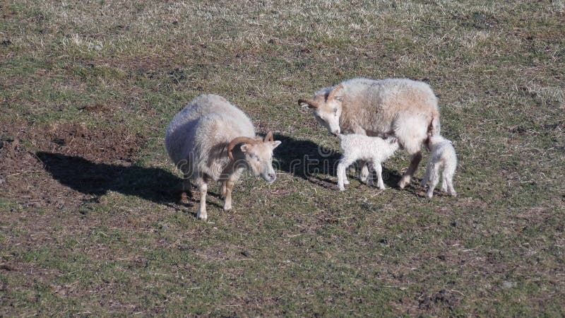 Sheep And New Born Twin Lambs stock image Sheep And New Born Twin Lambs stock image