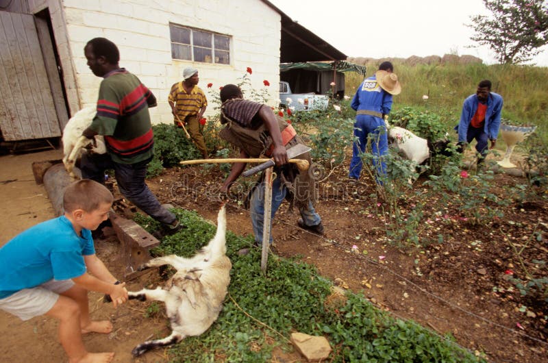 Livestock Farming in South Africa. Editorial Image Image of people
