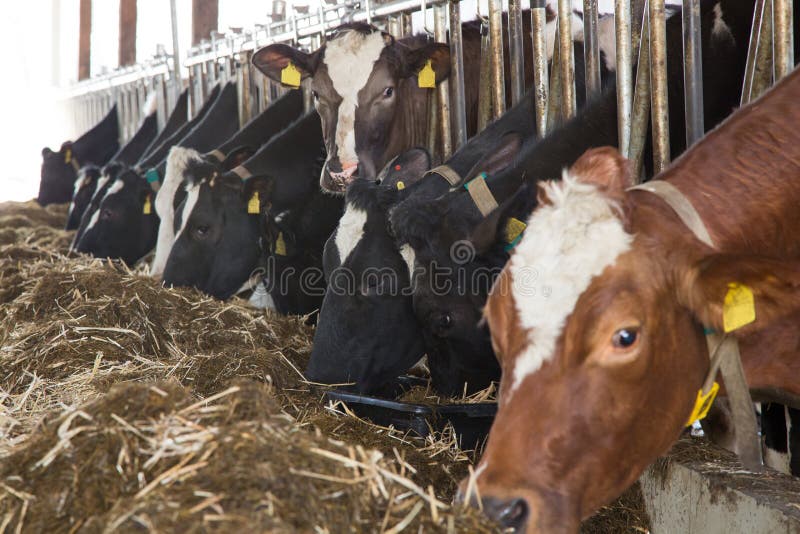 Livestock feeding in a barn at a farm