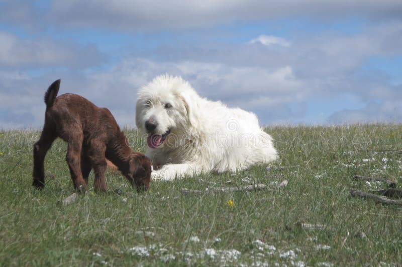 Livestock guardian dog and baby goat royalty free stock photography Livestock guardian dog and baby goat royalty free stock photography