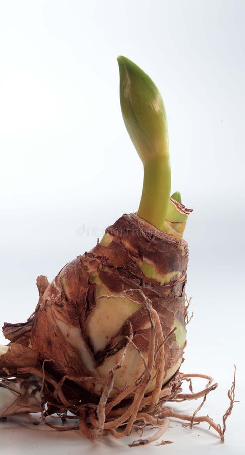 Living bulb with roots