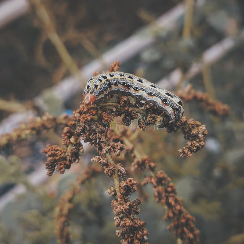 A Worm Caught Fish Hanging On A Fishing Line. Stock Photo, Picture and  Royalty Free Image. Image 135110869.