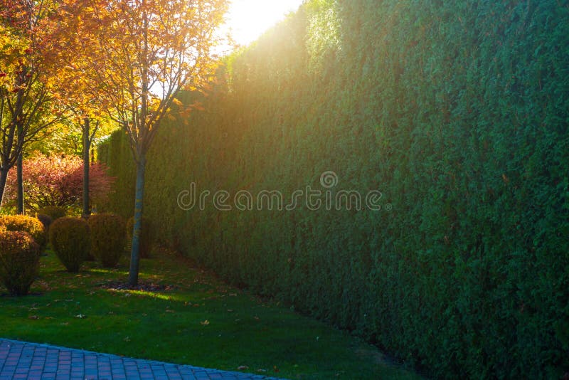 A Living Fence Made of Evergreen Trees Stock Image Image of home