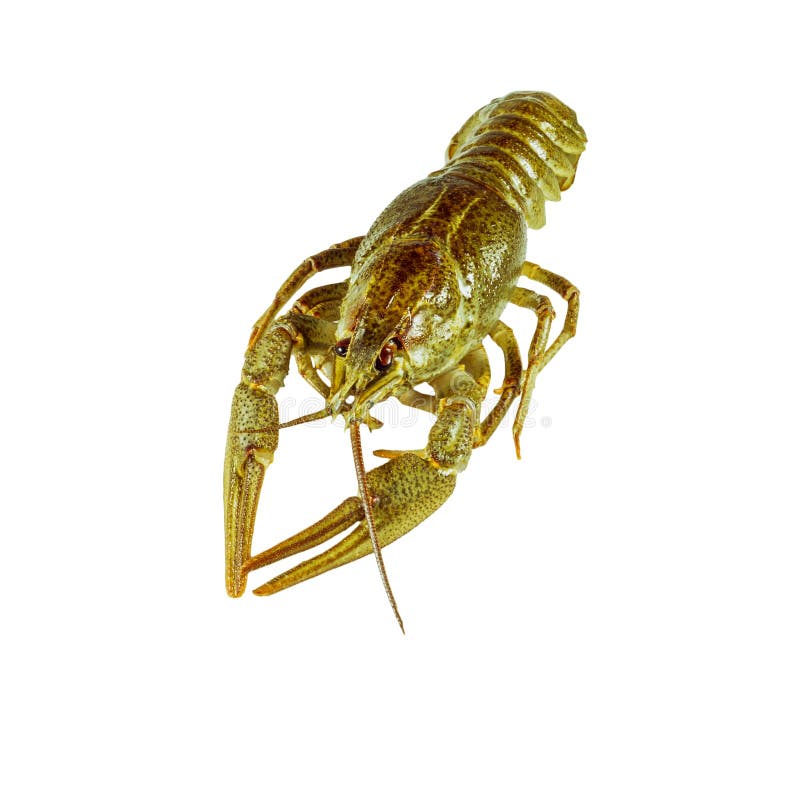 Living green crayfish isolated on white background.