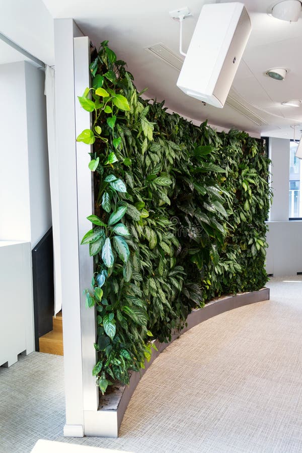 Living green wall, vertical garden indoors with flowers and plants under artificial lighting in meeting boardroom