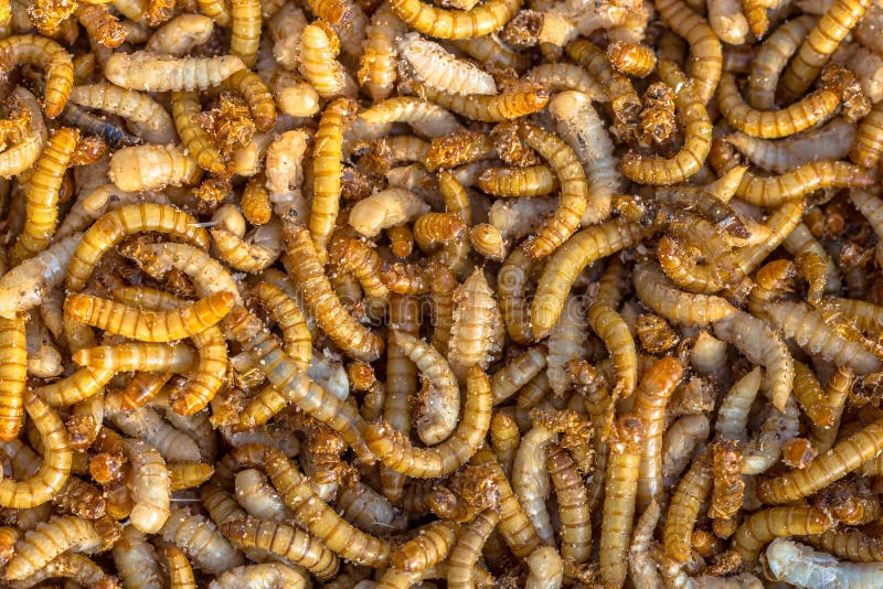Mealworm larvae background stock image. Image of fishing 98479025