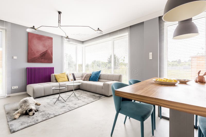 Living room with dining area. Contemporary living room for family with gray walls, beige corner sofa, big windows, painting, purple radiator and blue chairs in royalty free stock photo Living room with dining area. Contemporary living room for family with gray walls, beige corner sofa, big windows, painting, purple radiator and blue chairs in royalty free stock photo