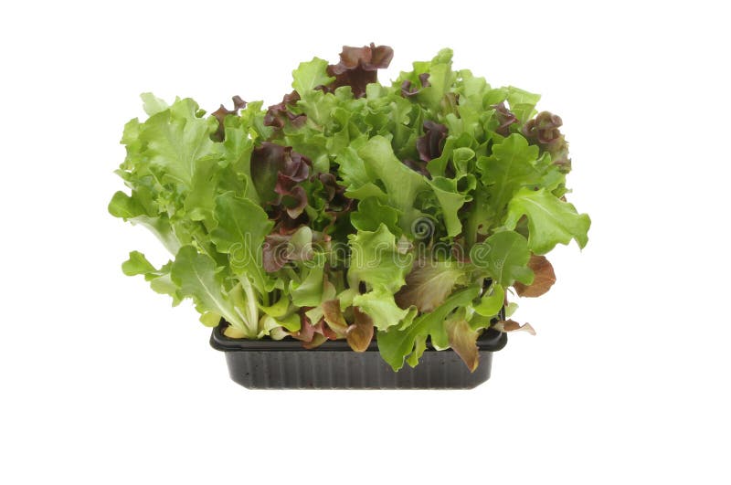 Living salad