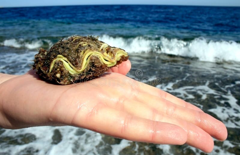 Living scallop