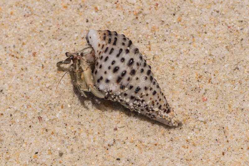 Living sea shells stock photography