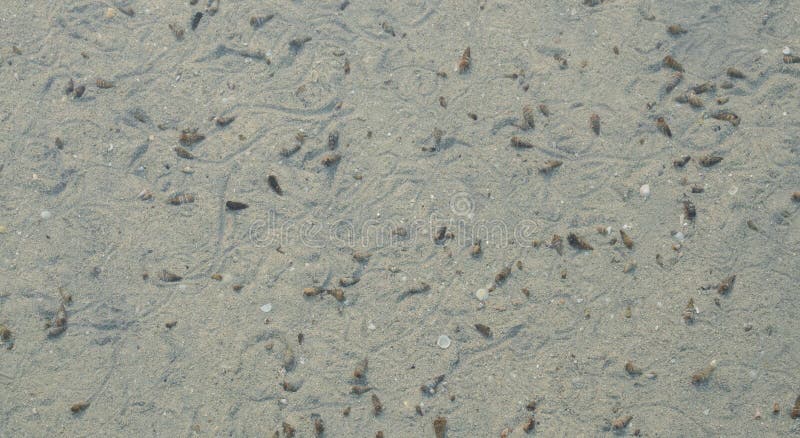 The living sea shells movement marks on the sea floor stock photography