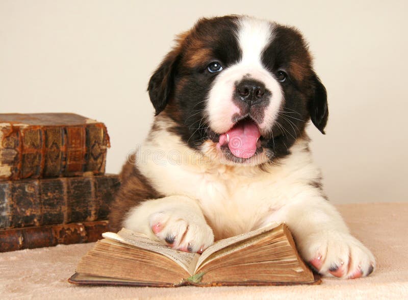 Livro de leitura do cão do St. Bernard que começ a instrução fotografia de stock Livro de leitura do cão do St. Bernard que começ a instrução fotografia de stock