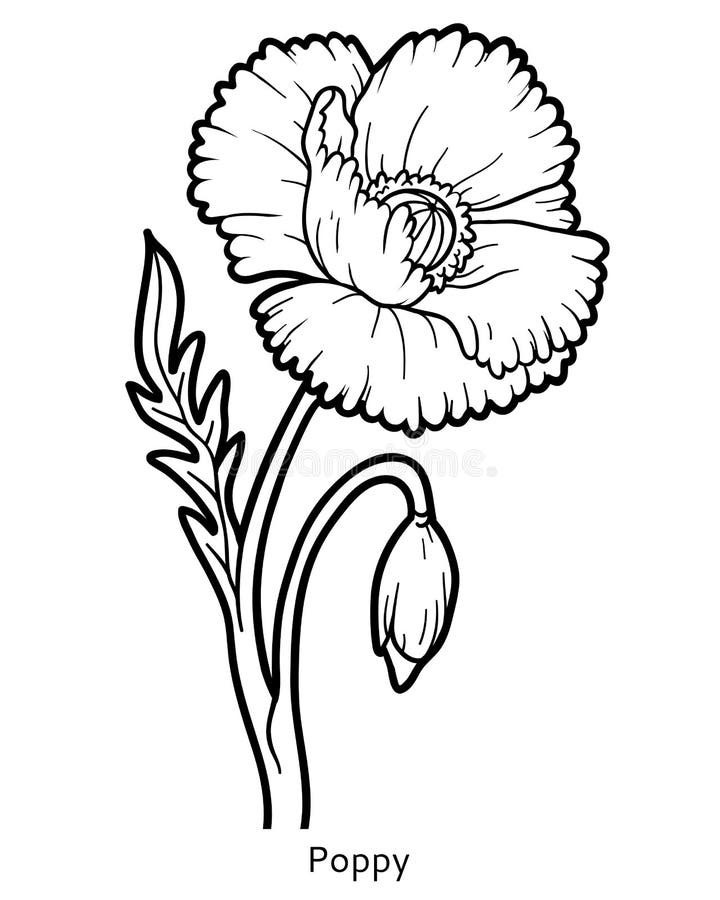 Livro para colorir, papoila da flor ilustração royalty free Livro para colorir, papoila da flor ilustração royalty free