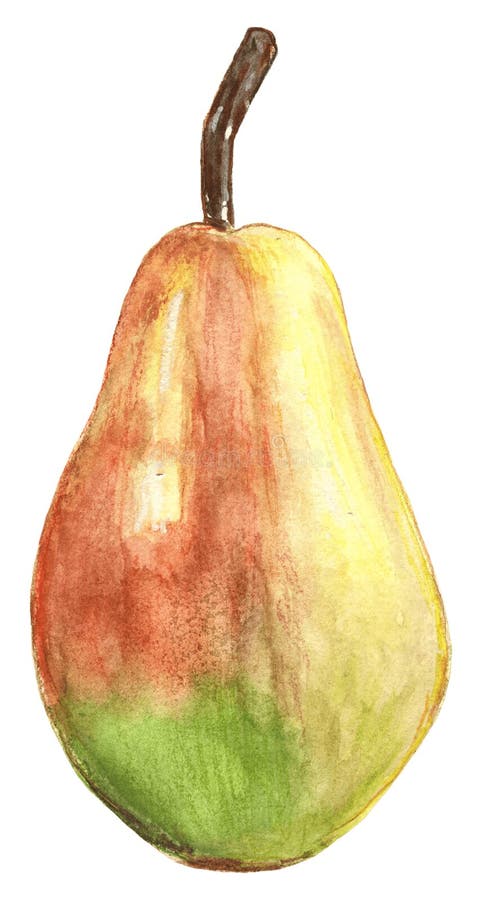 Livslångt exempel på päronfrukt vektor illustrationer