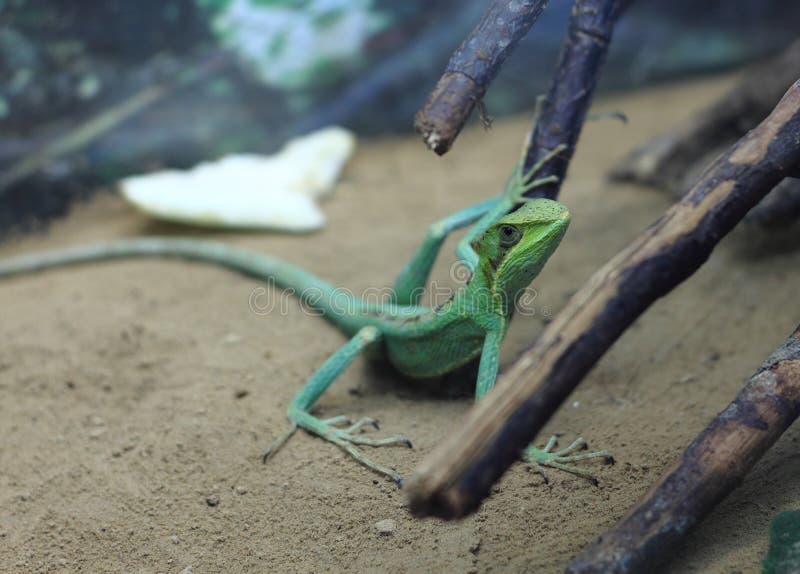 Lizard royalty free stock image