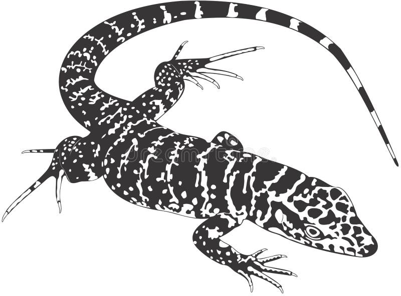 Lizard vector illustration