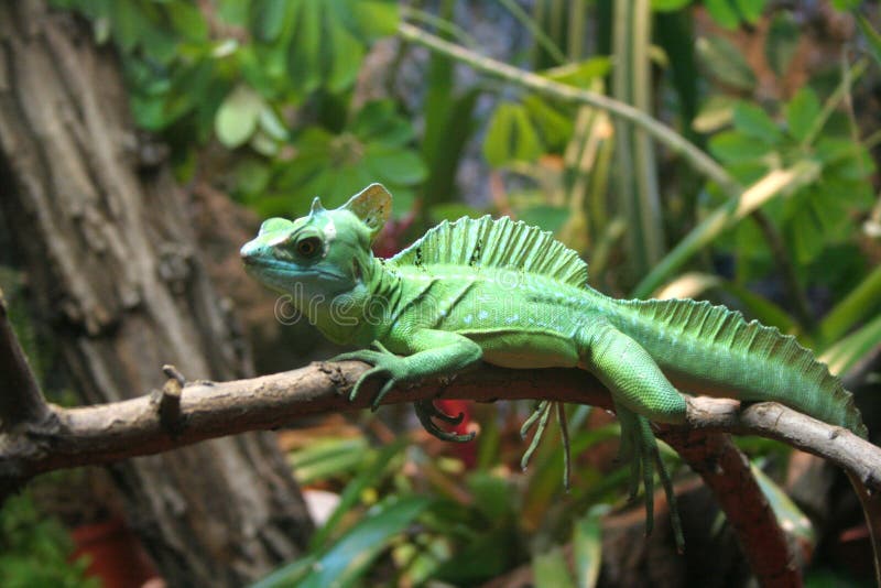Lizard royalty free stock images Lizard royalty free stock images