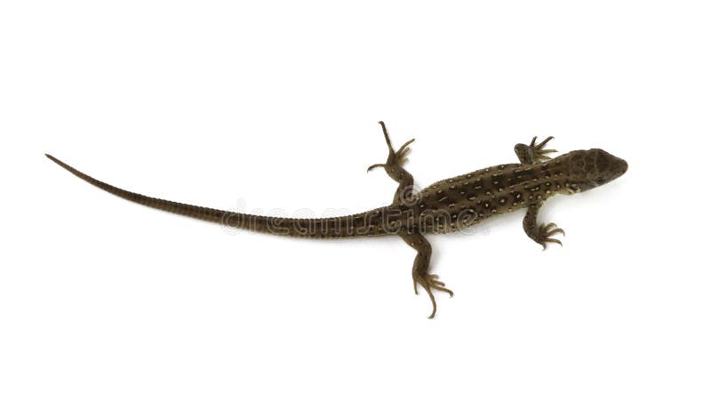 lazarus lizards lazarus lizards
