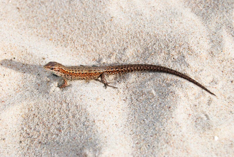 Lizard