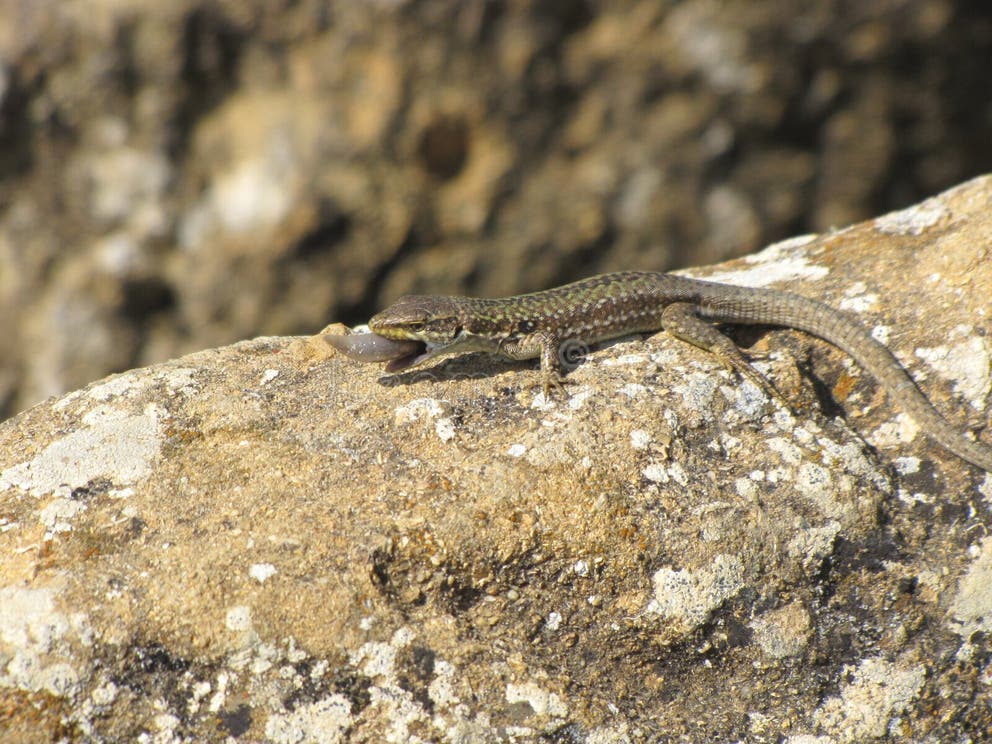 270 Lizard Eating Bug Stock Photos Free & RoyaltyFree Stock Photos