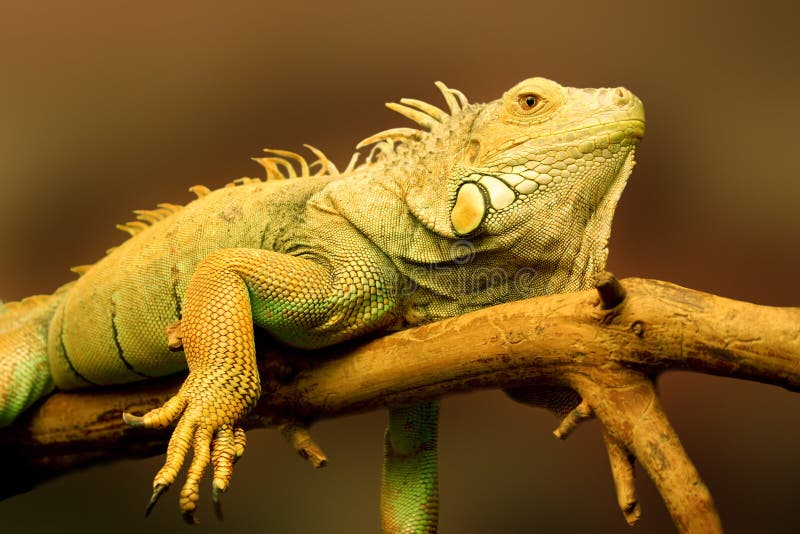 Big green lizard on the branch